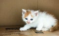 A one-month-old kitten is in a cardboard box