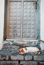 A white cat with orange spots sleeps on the stone threshold of an old house