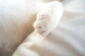 White cat paw adorable lovely pet in bed soft feeling holiday idea background