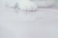 White Cat paws, close-up, full-frame shooting .copy space abstract pet animal background Royalty Free Stock Photo