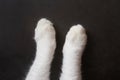 White cat paws on a dark background. Royalty Free Stock Photo