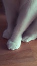 White cat paws on a wooden floor