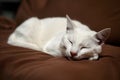 White cat peacefully resting on brown surface, eyes closed in contentment in serene indoor setting