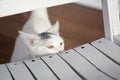 White cat peeking behind the white old rocking chair Royalty Free Stock Photo