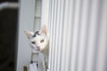 White cat peeking head out of the white deck