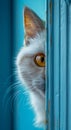 A white cat peeking out from behind a door Royalty Free Stock Photo