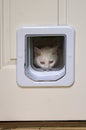 White Cat Peeking Through Pet Door