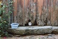 White cat peeking under old wooden door hole