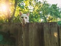 A white cat peeks out from behind a wooden fence