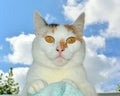 White cat pet portrait resting blue sky clouds background