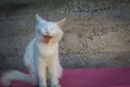 White cat on pink bench