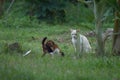 White cat playing around with another in the grasses