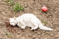 White cat playing with a ball in the garden, flea collars Royalty Free Stock Photo