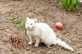 White cat playing with a ball in the garden, flea collars Royalty Free Stock Photo
