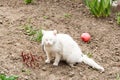 White cat playing with a ball in the garden, flea collars Royalty Free Stock Photo