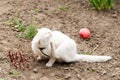 White cat playing with a ball in the garden, flea collars