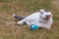 White cat playing with blue ball on the grass Royalty Free Stock Photo