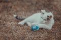 White cat playing with blue ball on the grass Royalty Free Stock Photo
