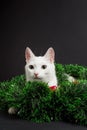 White cat playing in christmas decorations made of tinsel Royalty Free Stock Photo