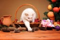 White cat playing with a plush mice Royalty Free Stock Photo