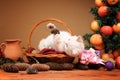 White cat playing with a plush mice Royalty Free Stock Photo