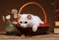 A white cat is playing and posingn Royalty Free Stock Photo