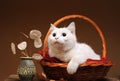 A white cat is playing and posingn Royalty Free Stock Photo