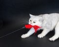 White cat playing pulling red toy Royalty Free Stock Photo