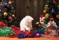White cat playing with a Santa Claus