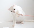 White cat playing Royalty Free Stock Photo