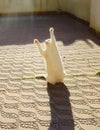 White cat playing in the sun