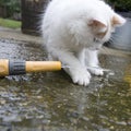 White cat playing with water Royalty Free Stock Photo