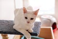 White cat portrait at home lying and relaxing. Close up of white kitten cat in house. Cute house cat sits on a platform.