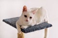 White cat portrait at home lying and relaxing. Close up of white kitten cat in house. Cute house cat sits on a platform.