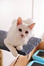 White cat portrait at home lying and relaxing. Close up of white kitten cat in house. Cute house cat sits on a platform.