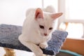 White cat portrait at home lying and relaxing. Close up of white kitten cat in house. Cute house cat sits on a platform.