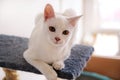 White cat portrait at home lying and relaxing. Close up of white kitten cat in house. Cute house cat sits on a platform.