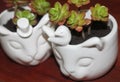 White Cat Pots with Succulents Royalty Free Stock Photo