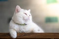 White cat lying on the floor in the room Royalty Free Stock Photo