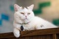 White cat lying on the floor in the room Royalty Free Stock Photo