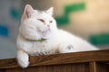 White cat lying on the floor in the room Royalty Free Stock Photo