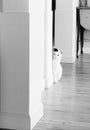 White cat questionably peeking around a corner Royalty Free Stock Photo