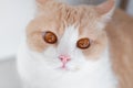 White cat with red big eyes and a pink nose looks macro. Portrait. Scottish Straight