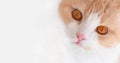 White cat with red big eyes and a pink nose looks macro. Portrait. Scottish Straight. Astonishment