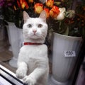 white cat in a red collar in a flower shop window Royalty Free Stock Photo