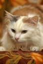 White cat with red and gray spots