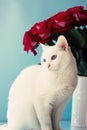 White cat and red roses Royalty Free Stock Photo