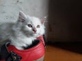 White cat and red shoes Royalty Free Stock Photo