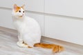 a white cat with a red tail sits on the floor in the room Royalty Free Stock Photo