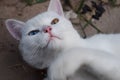 White cat relax on garden. Royalty Free Stock Photo